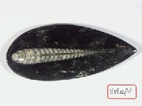 藏品(直角石)的圖片